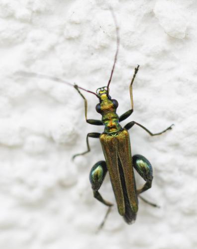Oedemera nobilis